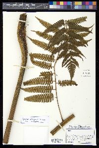 Cyathea divergens var. divergens image