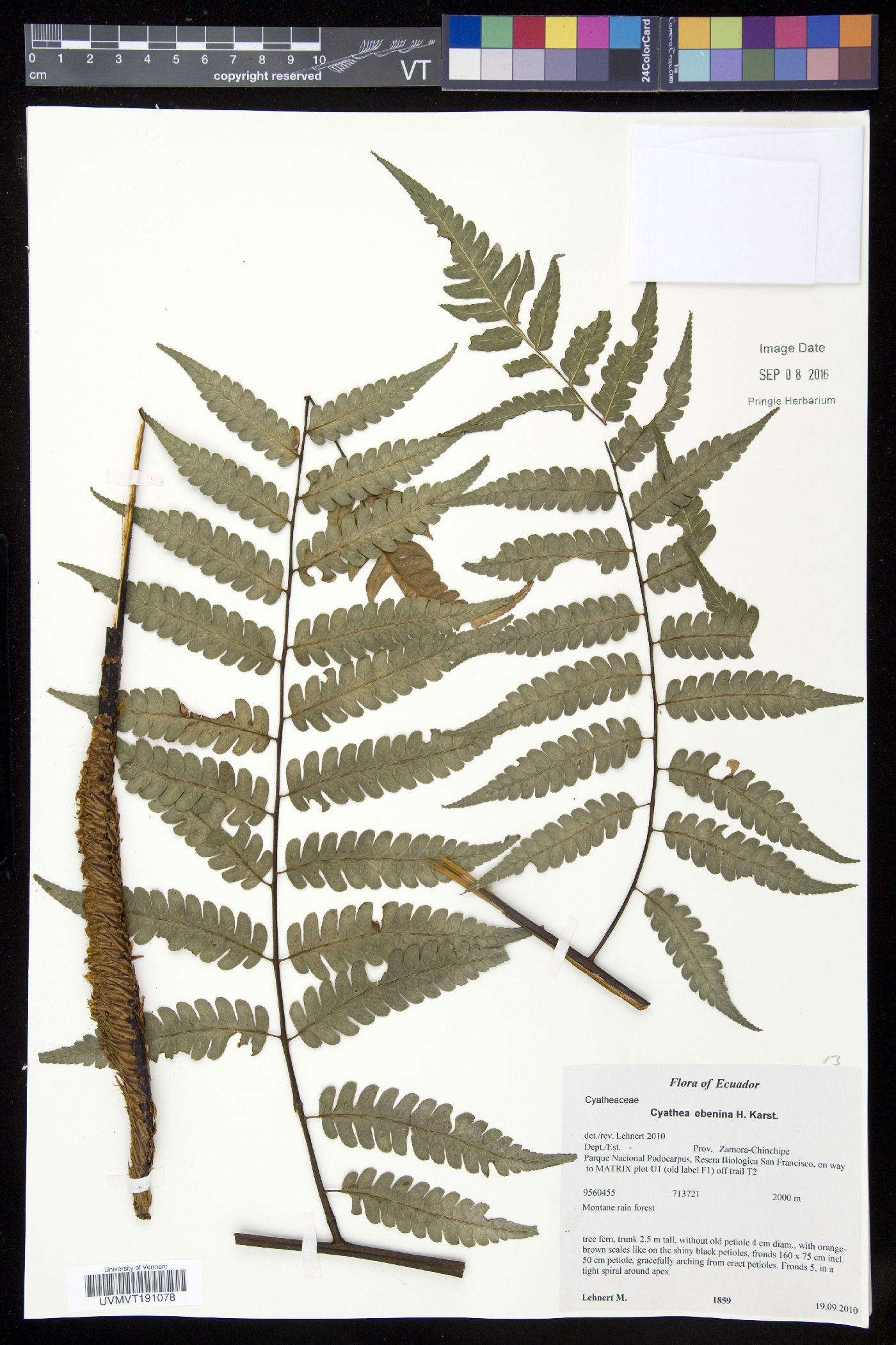 Cyathea ebenina image