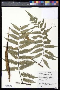 Cyathea ebenina image