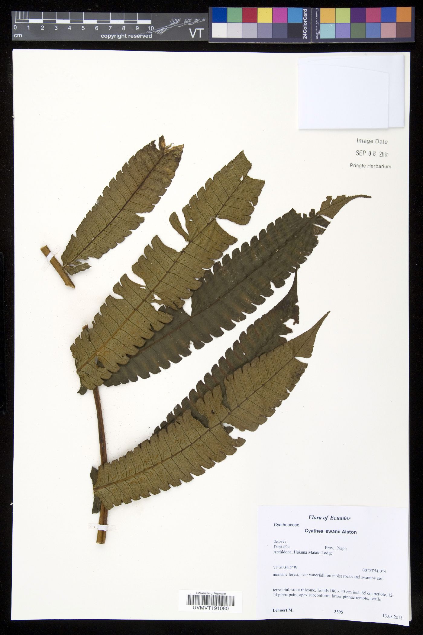 Cyathea ewanii image