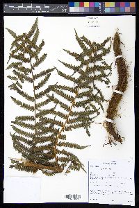 Cyathea fulva image