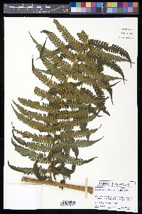 Cyathea fulva image