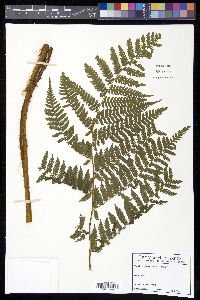 Cyathea furfuracea image