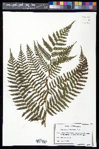 Cyathea fulva image