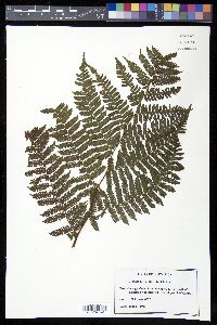 Cyathea povedae image