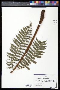 Cyathea povedae image