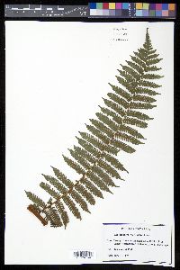 Cyathea povedae image