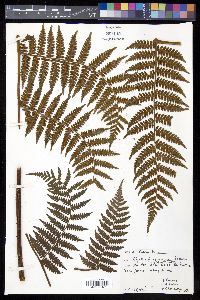 Cyathea furfuracea image