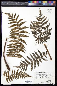 Cyathea furfuracea image