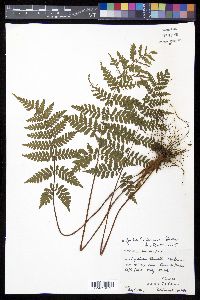 Cyathea furfuracea image