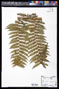 Cyathea furfuracea image