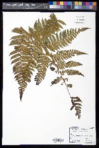 Cyathea furfuracea image