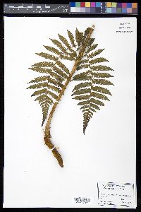 Cyathea furfuracea image