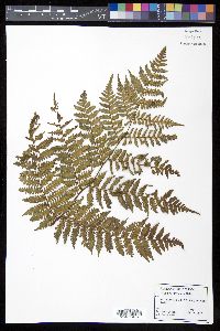 Cyathea furfuracea image