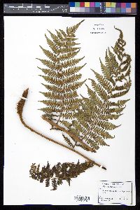 Cyathea furfuracea image