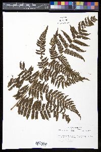 Cyathea furfuracea image