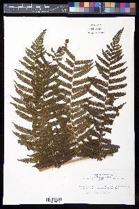 Cyathea furfuracea image