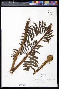 Cyathea furfuracea image