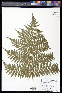 Cyathea furfuracea image