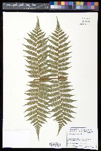 Cyathea furfuracea image