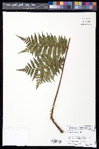 Cyathea furfuracea image