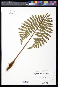 Cyathea furfuracea image