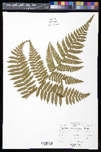 Cyathea furfuracea image