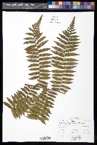 Cyathea furfuracea image