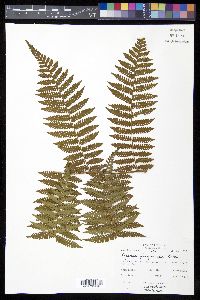 Cyathea furfuracea image