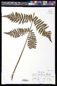 Cyathea furfuracea image