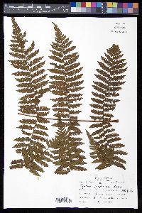 Cyathea furfuracea image