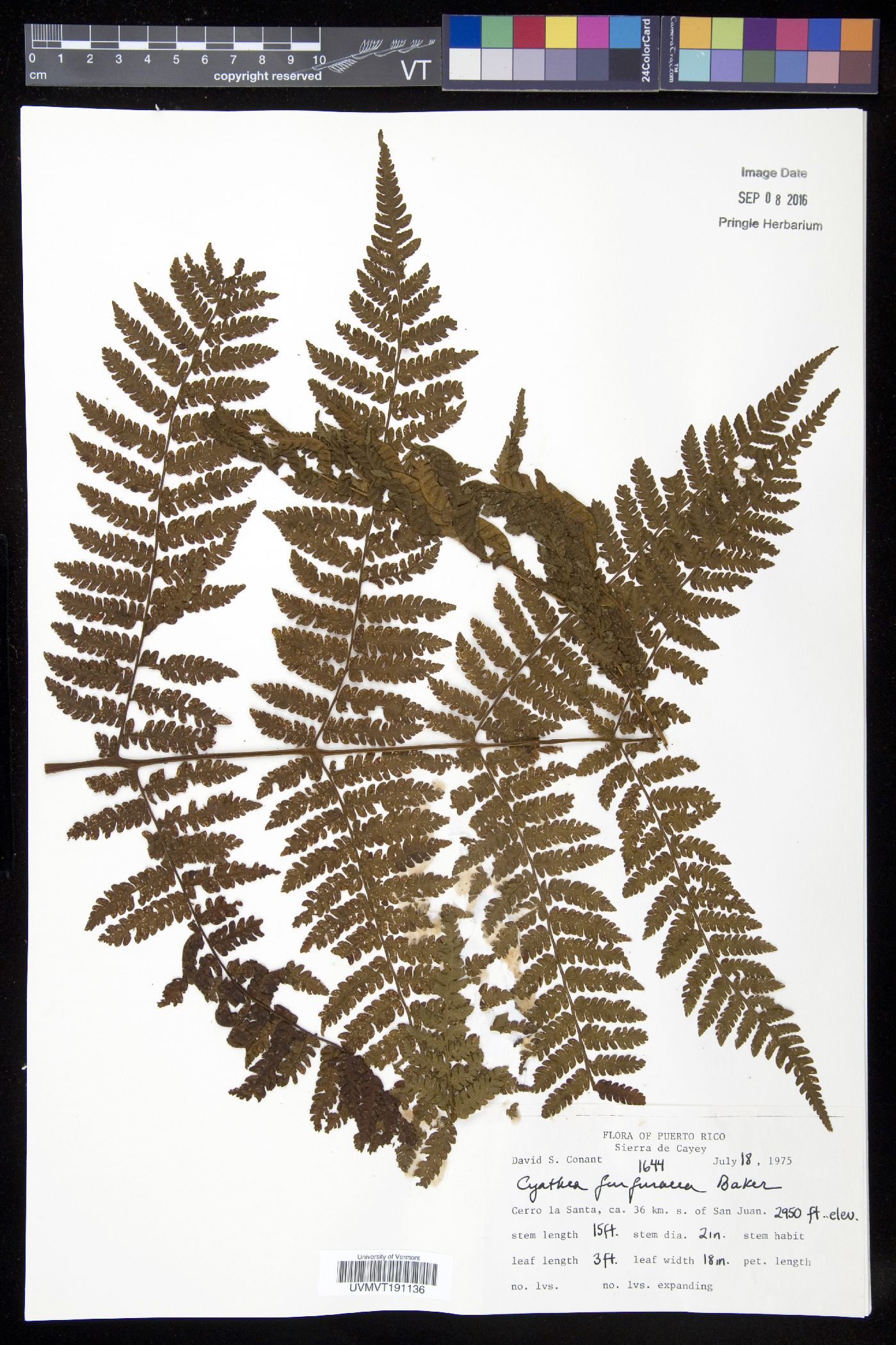 Cyathea furfuracea image