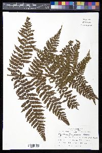 Cyathea furfuracea image