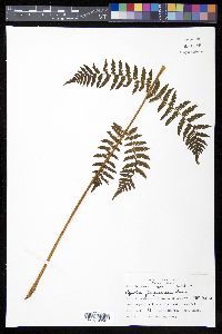 Cyathea furfuracea image