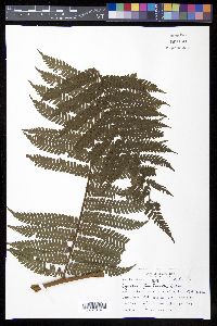 Cyathea furfuracea image