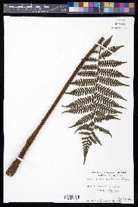 Cyathea furfuracea image