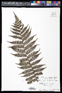 Cyathea furfuracea image