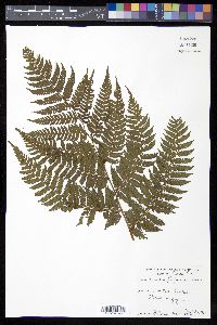 Cyathea furfuracea image