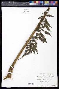 Cyathea furfuracea image