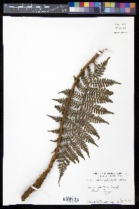 Cyathea furfuracea image