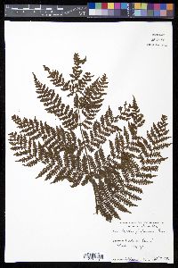 Cyathea furfuracea image