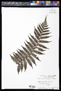 Cyathea furfuracea image