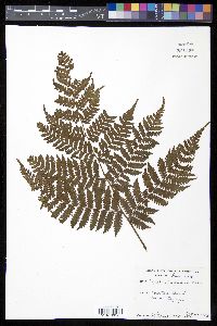 Cyathea furfuracea image