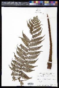 Cyathea furfuracea image