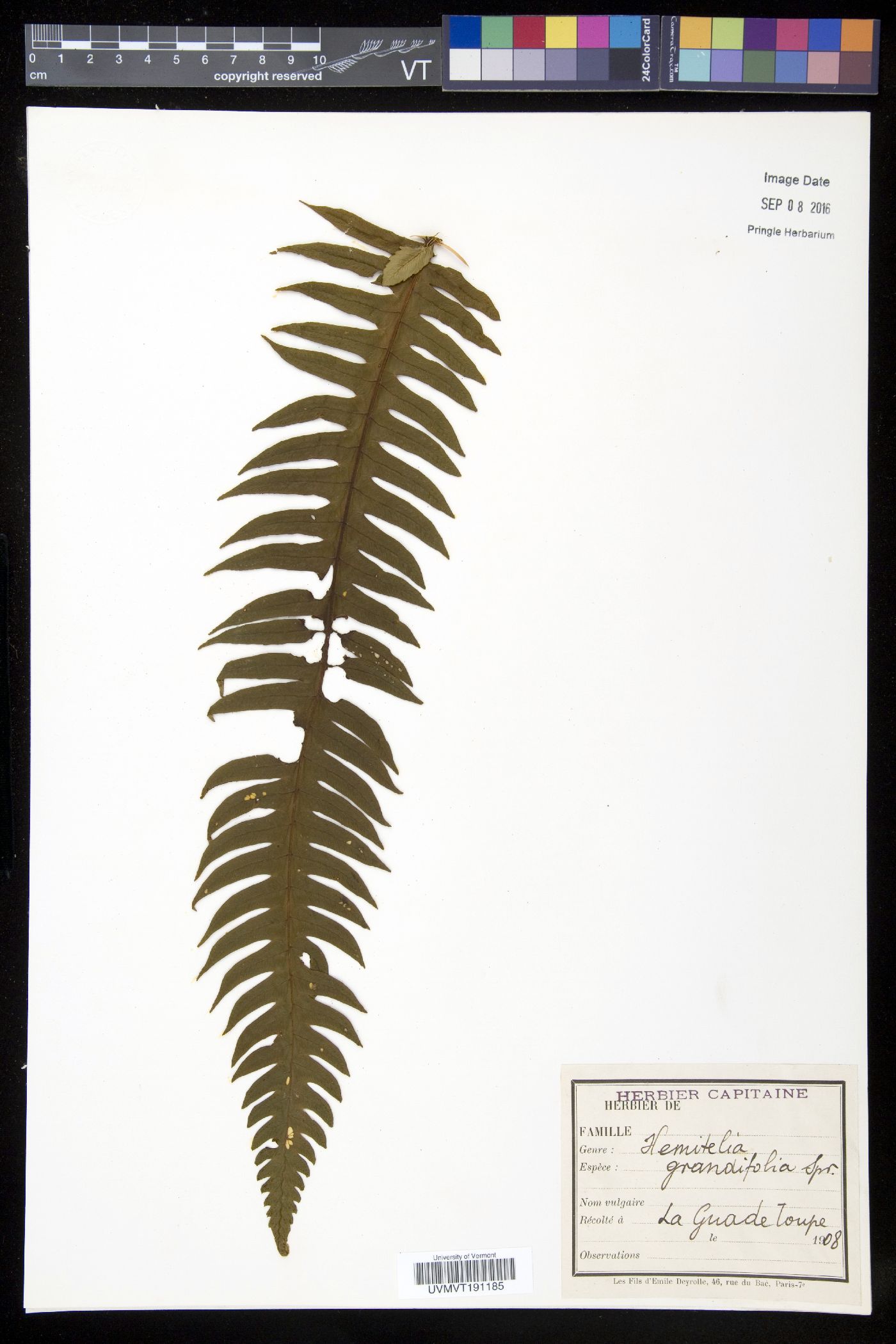 Cyathea grandifolia image