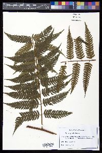 Cyathea gracilis image