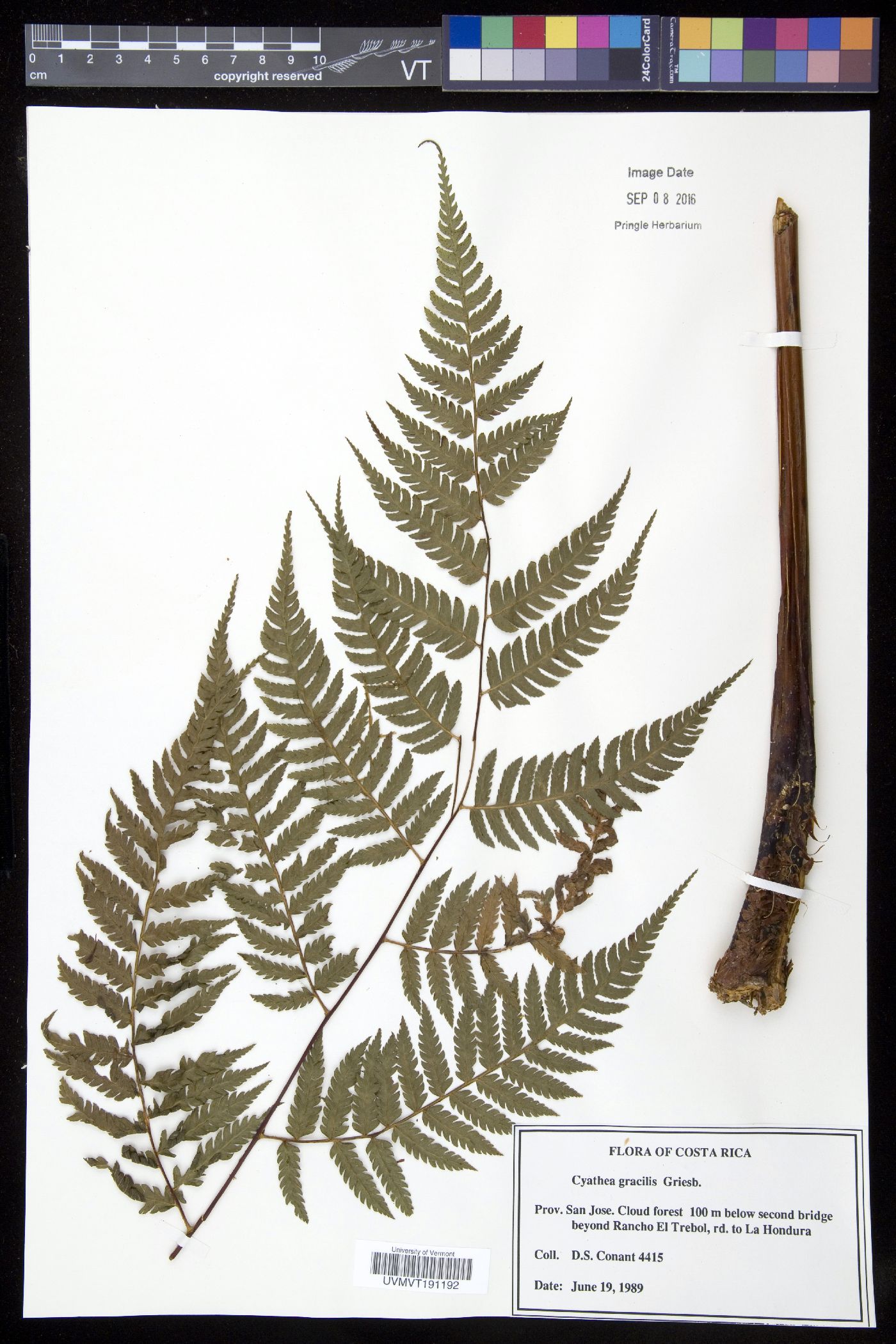 Cyathea gracilis image