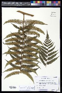 Cyathea holdrigeana image