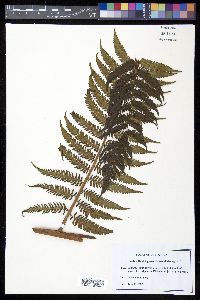 Cyathea holdrigeana image