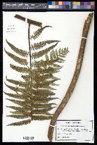 Cyathea holdrigeana image